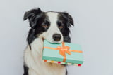 Geschenk für Hundebesitzer