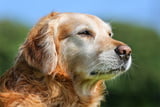 Arthrose beim Hund