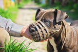 Listenhunde_Aufmacher.jpg