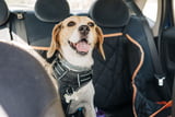 Hundeboxen_Auto_Aufmacher.jpg