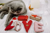 Geschenk für Katzenbesitzer