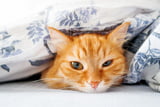 Unterkühlung_Katze_Aufmacher.jpg