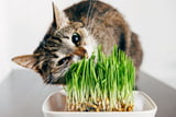 Katze frisst Katzengras