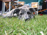 Entspanntes Camping mit Hund