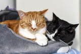 Katzen gewöhnen