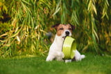 Hundefutter nachhaltig