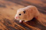 Freilauf Hamster