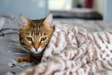 katze-erkaeltung-hauskatze-decke.jpg