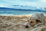 hund-krank-urlaub-strand.jpg