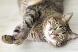 rollige-katze-beruhigen.png