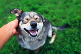 Lieblingsmensch Hund 1