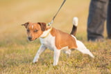 leinenruck-hund-gefahren-gesundheit.jpg