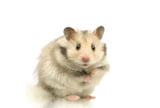 EHFT_Hamster_Gesundheitscheck_Der_gesunde_Hamster_Eric_Isselee_Fotolia.jpg
