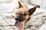 Hund_Faehrtenspiel.jpg
