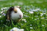 Eine Außenhaltung von Meerschweinchen ist natürlicher und anwechslungsreicher als ein Wohnungsgehege.