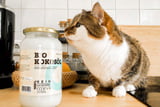 katze-kokosoel-anwendung.jpg