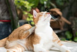 Fellveränderungen bei Katzen sind oft Symptome für Hauterkrankungen