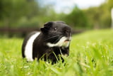 Meerschweinchen verständigen sich durch ihre Laut- und Körpersprache.