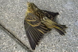 Vogelkollision_Aufmacher.jpg