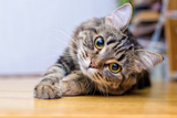 katze-struvitsteine-aufmacher.png