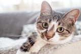 Vorsorgeuntersuchungen bei der Katze