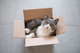 Umzug mit Katze