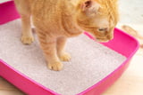 Katzenklo_Aufmacher.jpg
