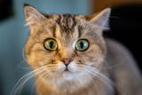 Katzennamen_A.jpg