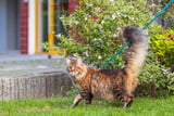 Katzen müssen an die Leine gewöhnt werden.