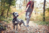 Wanderung_mit_Hund_Aufmacher.jpg