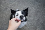 Aufmacher_Hund_loben.jpeg