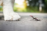 Insekten als Hundefutter: Nachhaltige Proteinquelle mit Zukunft