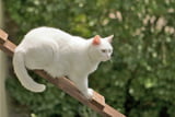 Katzenleitern_Aufmacher.jpg