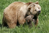 Braunbär