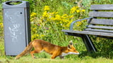 Wildtiere in der Stadt