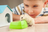Hamster und Kind