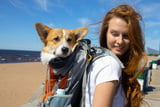 Hunderucksack_zum_Wandern.jpg