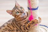 Kratzmöbel_Katze_Aufmacher.jpg