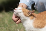 studie_katze_fehlerkatzenhalter.jpg