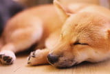 Faule_Hunde_Aufmacher.jpg