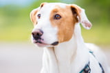 Sicherheitsgeschirr-hund-hunde-geschirr.jpg