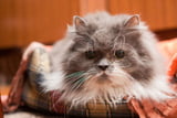 Katzen_alt_werden_Aufmacher.jpg