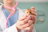 Hamster Krankheiten
