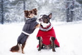 Hundebekleidung_Maßschneiderei_Aufmacher.jpg