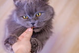 Frau füttert ihre Katze: Warum Millionen darüber lachen
