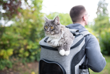 katzenrucksack-vergleich.png