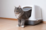 Aufmacher_Magen_Darm_Probleme_bei_Katzen.jpg