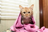 Katze_baden01