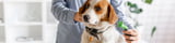 Pflege und Hygiene bei Hunden