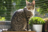 Katzenbalkon_Aufmacher.jpg